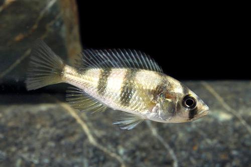 picture of Zebra Obliquidens Cichlid Lrg                                                                        Astatotilapia latifasciata var. Lake Kyoga