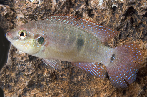 picture of Jewel Hemichromis sp. Banqui Cichlid Reg                                                             Hemichromis sp. bangui