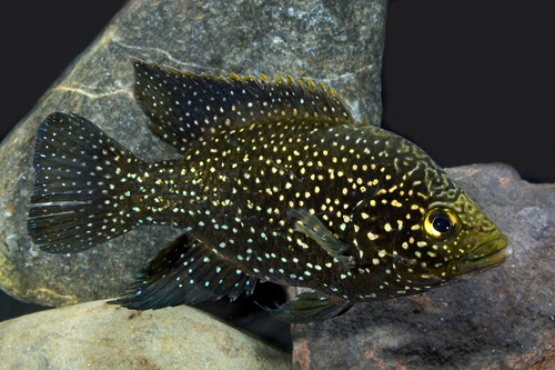 picture of Paratilapia Bleekeri Cichlid Shw                                                                     Paratilapia bleekeri