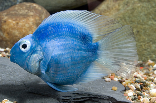 picture of Blue Color Parrot Parrot Cichlid Reg                                                                 Amphilophus labiatus x Heros severus