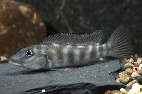 picture of Blue Lip Buffalo Head Cichlid Reg                                                                    Steatocranus irvinei