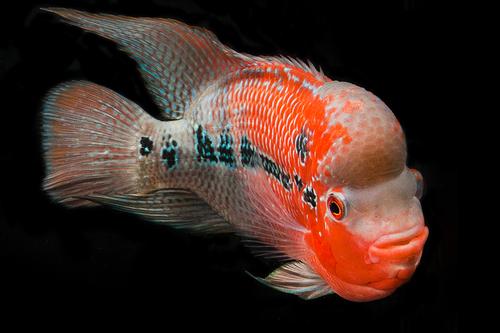 picture of Cherry Hump Head Flowerhorn Cichlid Reg                                                              Amphilophus spp. x 'Parrot' hybrid