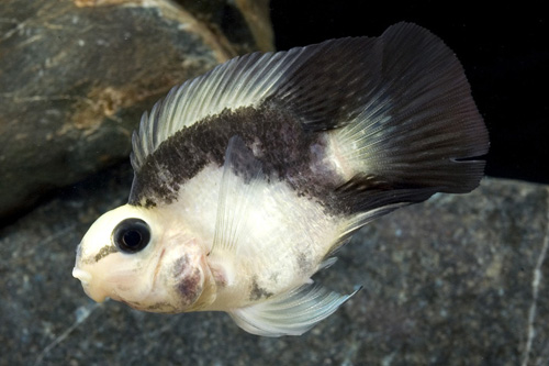 picture of Dalmatian Parrot Cichlid Reg                                                                         Amphilophus labiatus x Heros severus