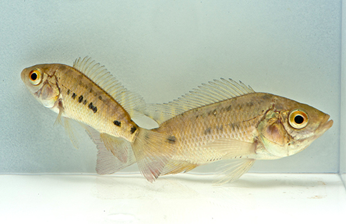 picture of Tylochromis Lateralis Cichlid Reg                                                                    Tylochromis lateralis