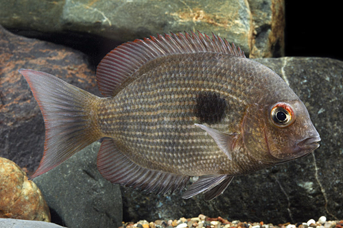 picture of Paretroplus Maculatus Cichlid Lrg                                                                    Paretroplus maculatus