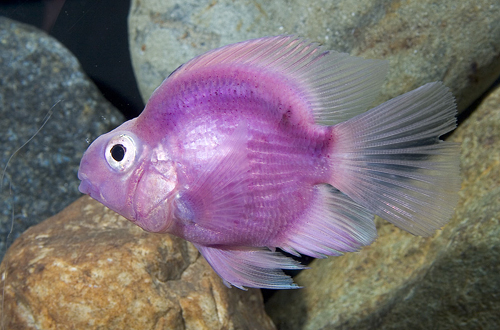 picture of Purple Color Parrot Cichlid Reg                                                                      Amphilophus labiatus x Heros severus