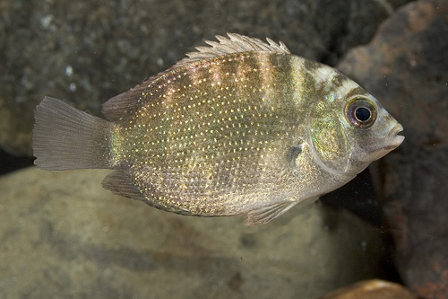 picture of Silver Chromide Cichlid Reg                                                                          Etroplus sp.