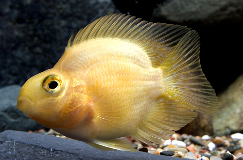 picture of Yellow Color Parrot Cichlid Reg                                                                      Amphilophus labiatus x Heros severus