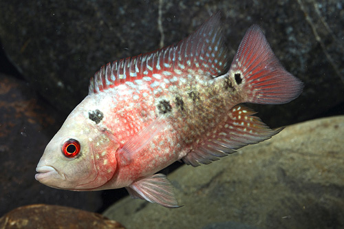 picture of Red Chili Flowerhorn Cichlid Med                                                                     Amphilophus spp. x 'Parrot' hybrid