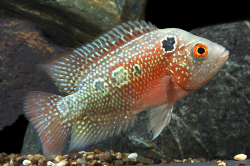 picture of Super Red Dragon Flowerhorn Cichlid Med                                                              Amphilophus spp. x 'Parrot' hybrid