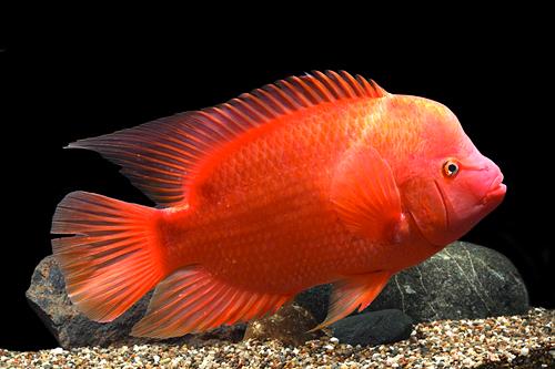 picture of Purple Rose Queen Cichlid Reg                                                                        Amphilophus citronellus x Vieja sp.