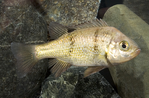 picture of Ptychochromoides Katria Cichlid Lrg                                                                  Ptychochromoides katria