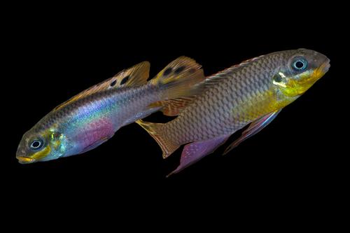 picture of Nigerian Green Kribensis P. Taeniatus Cichlid Reg                                                    Pelvicachromis taeniatus