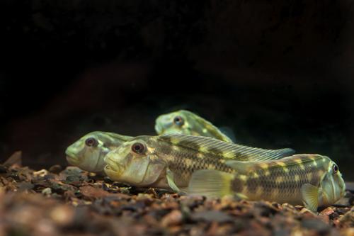 picture of Red Eye Buffalo Head Cichlid Med                                                                     Steatocranus sp. Red Eye