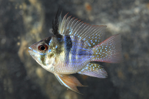 picture of Balloon Blue Ram Cichlid Reg                                                                         Microgeophagus ramirezi x Pterophyllum scalare