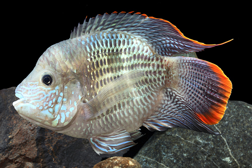 picture of Balloon Green Terror Cichlid Med                                                                     Andinoacara rivulatus