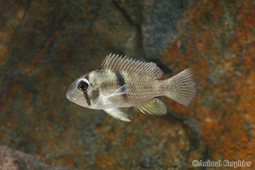 picture of Bandit Cichlid Reg                                                                                   Guianacara geayi