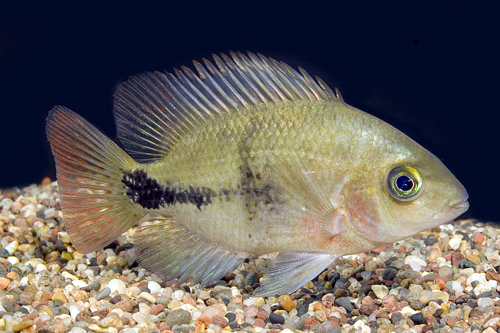 picture of Black Belt Cichlid Reg                                                                               Paraneetroplus maculicauda 