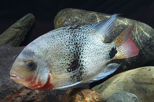 picture of Black Belt Cichlid Lrg                                                                               Paraneetroplus maculicauda 