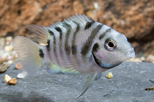 picture of Convict Cichlid Reg                                                                                  Archocentrus nigrofasciatus