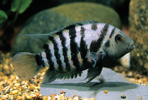 picture of Convict Cichlid Shw                                                                                  Archocentrus nigrofasciatus