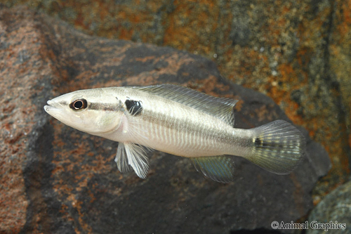 picture of Black Striped Pike Cichlid Med                                                                       Crenicichla saxatilis