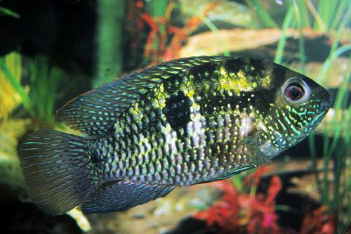 picture of Blue Acara Cichlid Sml                                                                               Aequidens pulcher