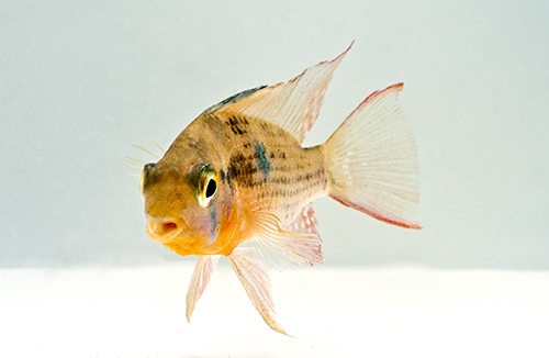 picture of Bolivian Ram Cichlid Reg                                                                             Mikrogeophagus altispinosa