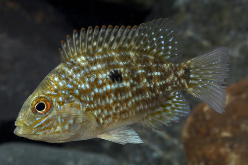 picture of Green Texas/Carpintis Cichlid Sml                                                                    Herichthys carpintis