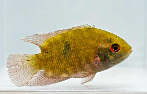 picture of Chocolate Cichlid Med                                                                                Hypselecara temporalis