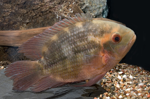 picture of Chocolate Cichlid Lrg                                                                                Hypselecara temporalis