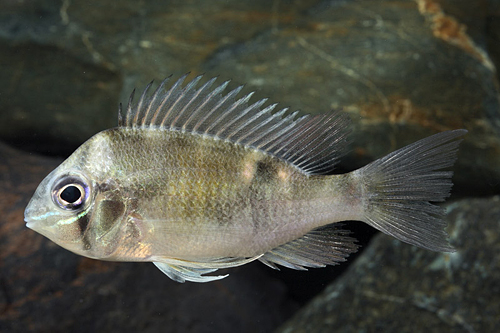 picture of Cupido Cichlid Med                                                                                   Biotodoma cupido