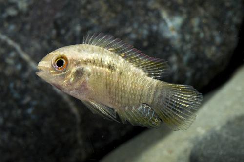 picture of Curviceps Cichlid Sml                                                                                Laetacara curviceps
