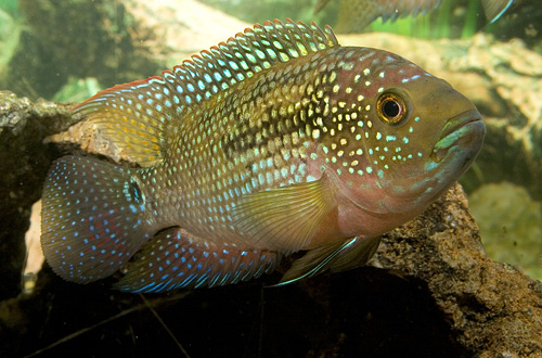 picture of Jack Dempsey Cichlid M/L                                                                             Rocio octofasciata