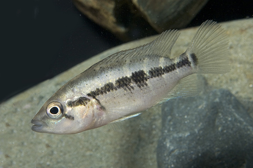 picture of Dovii Cichlid Reg                                                                                    Nandopsis dovii