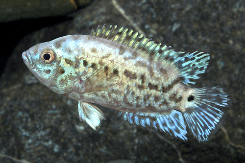 picture of Electric Blue Jack Dempsey Cichlid Med                                                               Rocio octofasciata 'Blue'