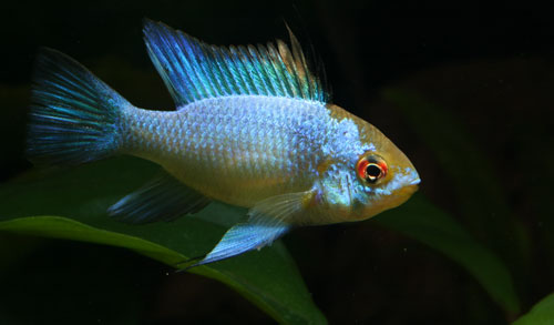 picture of Electric Blue Ram Cichlid M/S                                                                        Microgeophagus ramirezi 'Electric Blue'