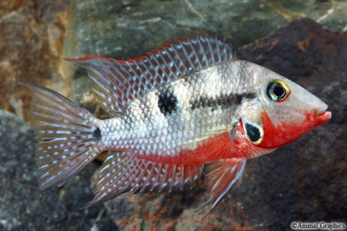 picture of Firemouth Meeki Cichlid Reg                                                                          Thorichthys meeki