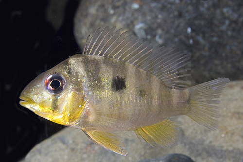 picture of Geophagus Balzanii Cichlid Med                                                                       Gymnogeophagus balzani