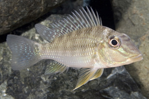 picture of Geophagus Jurupari Cichlid Reg                                                                       Satanoperca jurupari