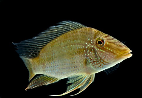 picture of Geophagus Jurupari Cichlid Med                                                                       Satanoperca jurupari