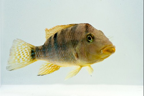 picture of Red Hump Geo. Steindachneri Cichlid Reg                                                              Geophagus steindachneri