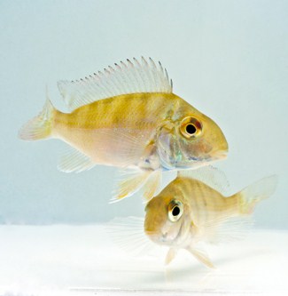 picture of Geophagus Surinamensis Cichlid Reg                                                                   Geophagus surinamensis