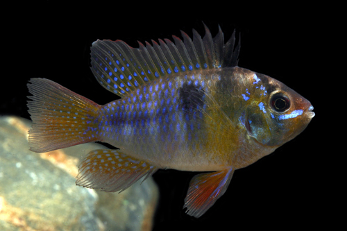 picture of German Blue Ram Cichlid Reg                                                                          Microgeophagus ramirezi 'German Blue'