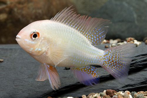 picture of German Gold Ram Cichlid Sml                                                                          Microgeophagus ramirezi 'German Gold'