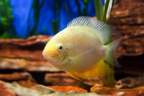 picture of Gold Severum Cichlid M/L                                                                             Heros severus 'Gold'