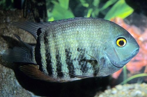 picture of Green Severum Cichlid Sml                                                                            Heros severus