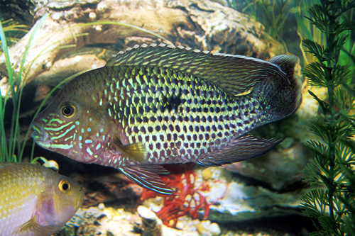 picture of Green Terror Cichlid Reg                                                                             Andinoacara rivulatus