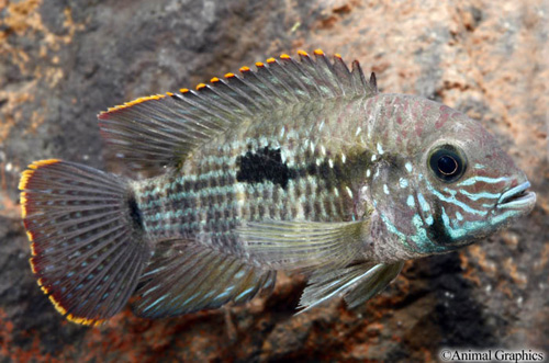 picture of Green Terror Cichlid M/S                                                                             Andinoacara rivulatus