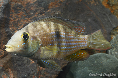 picture of Gymnogeophagus Norti Cichlid Reg                                                                     Gymnogeophagus sp. norte